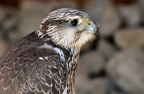 closeup photo of black and white hawk thumbnail