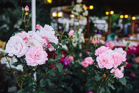 Roses of Bulgaria thumbnail