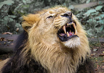 brown and black lion howling thumbnail