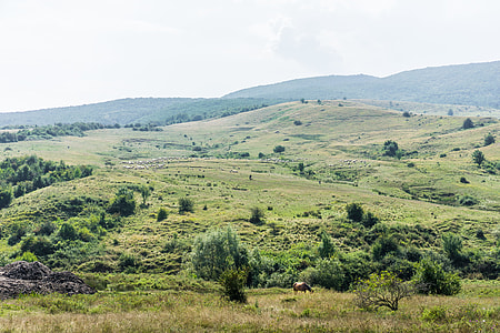 Romanian Nature with Horse and Flock of Sheeps thumbnail