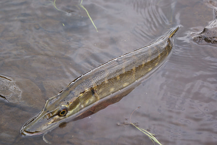 gray fish in body of water thumbnail
