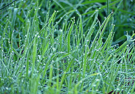 nature, field, grass, plant thumbnail