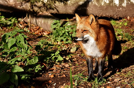 brown and white fox thumbnail