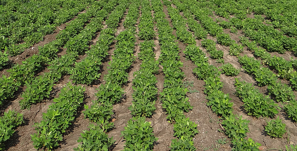 plantation field during daytime thumbnail