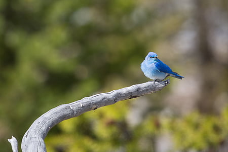 selective focus photography of bluebird perched on branch thumbnail