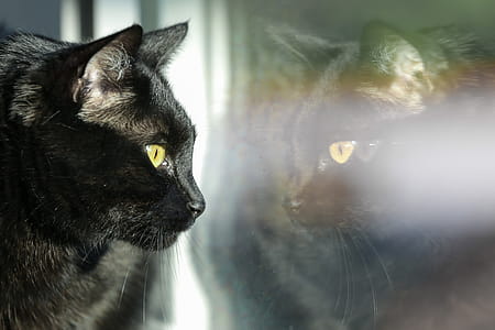 Housecat reflected in the window, watching the happenings in the yard. thumbnail