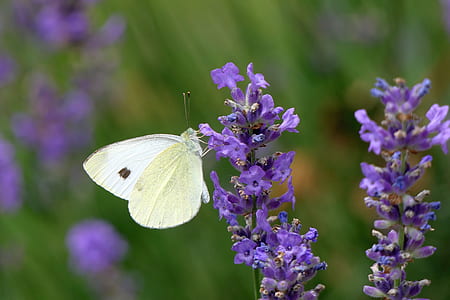 shallow focus photo of butterfly on lavender thumbnail