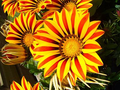 yellow and red flowers thumbnail