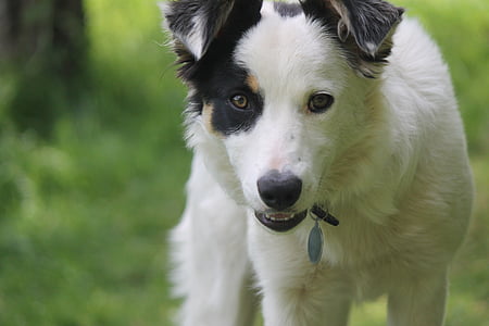 selective focus photography of border collie at daytime thumbnail