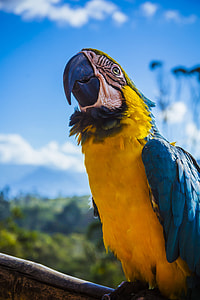 yellow, blue, and white bird during daytime thumbnail