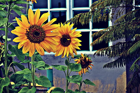 Photo of Three Sunflowers Near Window thumbnail