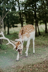 deer surrounded with trees during daytime thumbnail