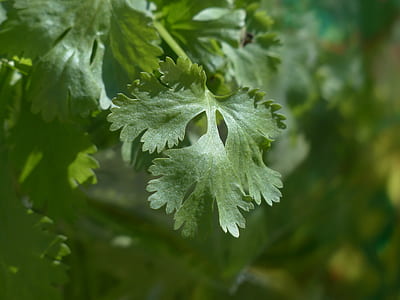 green leaf in selective focus photography thumbnail