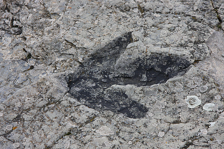 animal footprint thumbnail