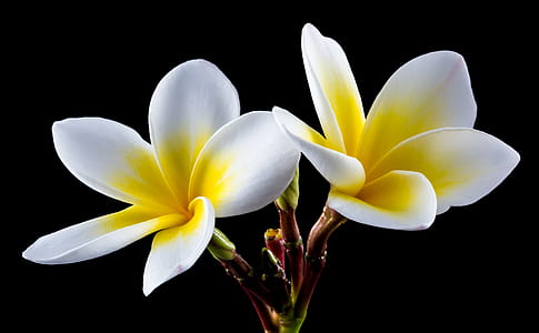 white and yellow flowers thumbnail