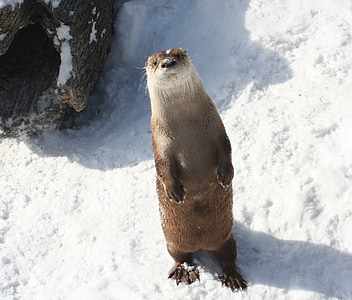 otter standing on snow beside tree trunk thumbnail