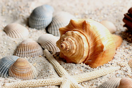 sea shells on sand thumbnail