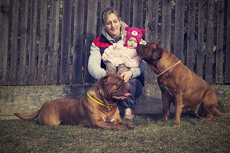 woman carrying a baby with two French mastiffs thumbnail