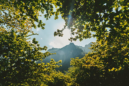 mountain can be seen through tree leaves during daytime thumbnail