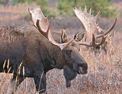 black moose standing on brown grass during daytime thumbnail