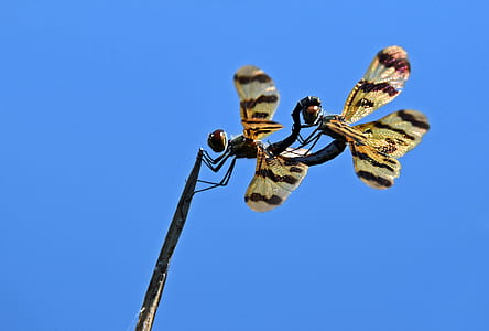 two brown and black dragonflies thumbnail