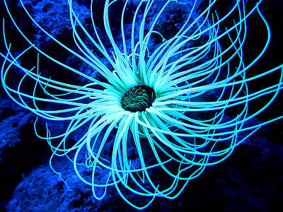 Tube-Anemone, Cerianthus-Membranaceus thumbnail