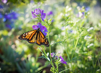monarch butterfly on purple flower thumbnail
