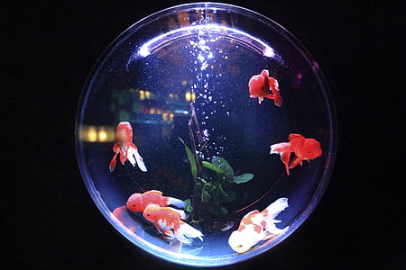 gold fishes in clear glass aquarium bowl thumbnail