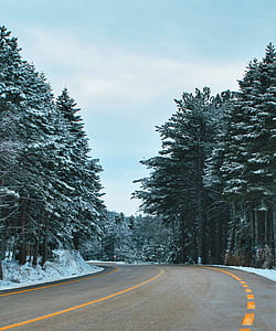 snow covered trees beside concrete road thumbnail