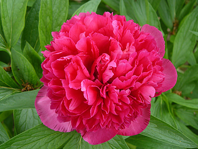 pink peony flower in bloom closeup photography thumbnail