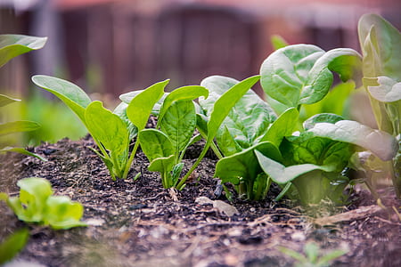 green plants on black soil during daytime thumbnail