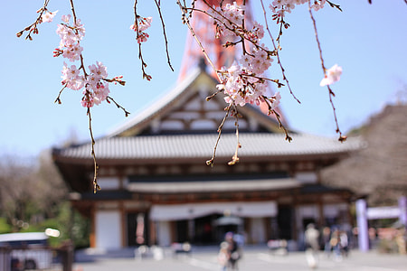 Zojoji Temple in Tokyo thumbnail