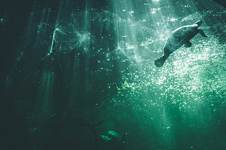 turtle swimming under body of water thumbnail