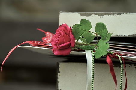 red rose on white card thumbnail