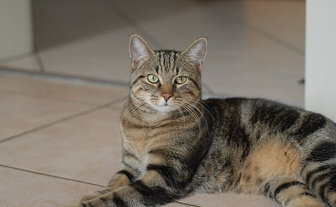 brown tabby cat lying on ceramic tile thumbnail