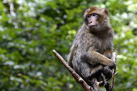 monkey on tree branch during daytime thumbnail