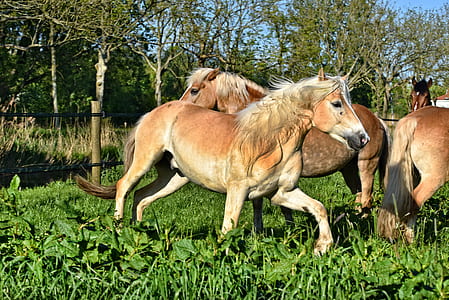 three brown horses on grass field thumbnail