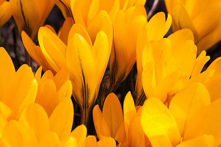 shallow focus photography of yellow flowers thumbnail