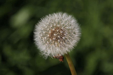 photo of dandelion thumbnail