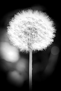 white dandelion closeup photo thumbnail