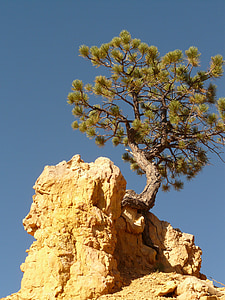 green leafed tree thumbnail