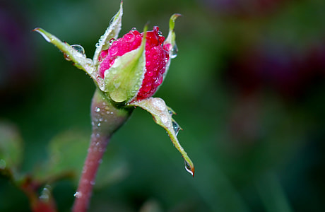 selective focus photo of green and red rose flower bud thumbnail