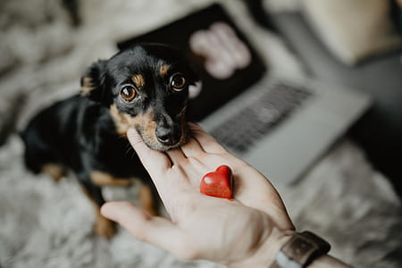 Small treat for a cute dog thumbnail