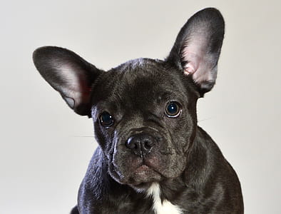 close-up photography of black French bulldog thumbnail