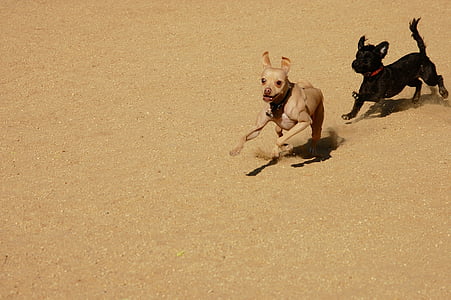 Chihuahua and puppy running on sand field at daytime thumbnail