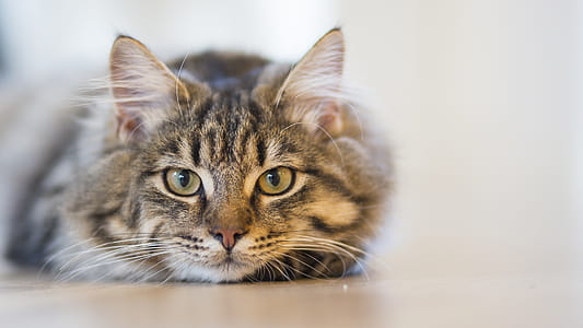 Silver Tabby Cat Lying on Brown Wooden Surface thumbnail