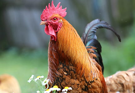 selective focus photography of brown rooster thumbnail