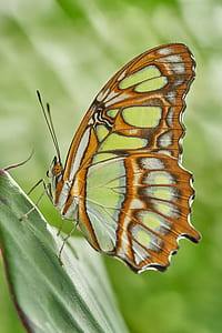 close-up photo of brown butterfly on green leaf thumbnail