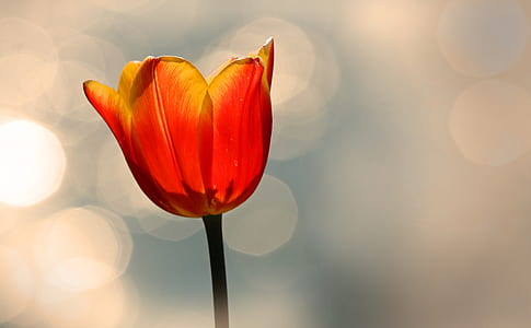 selective focus photography of red petaled flower with bokeh lights thumbnail