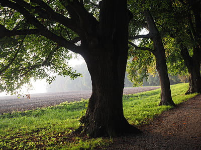 brown trees near green grass at daytime thumbnail